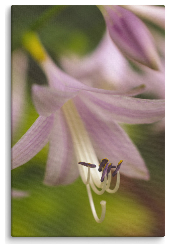Close-up Hosta Bloom Floral Nature Photo Canvas Wall Art Print, 24" X 36"