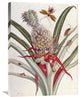 "Pineapple (Ananas) With Surinam Insects" Artwork, 21" x 30"