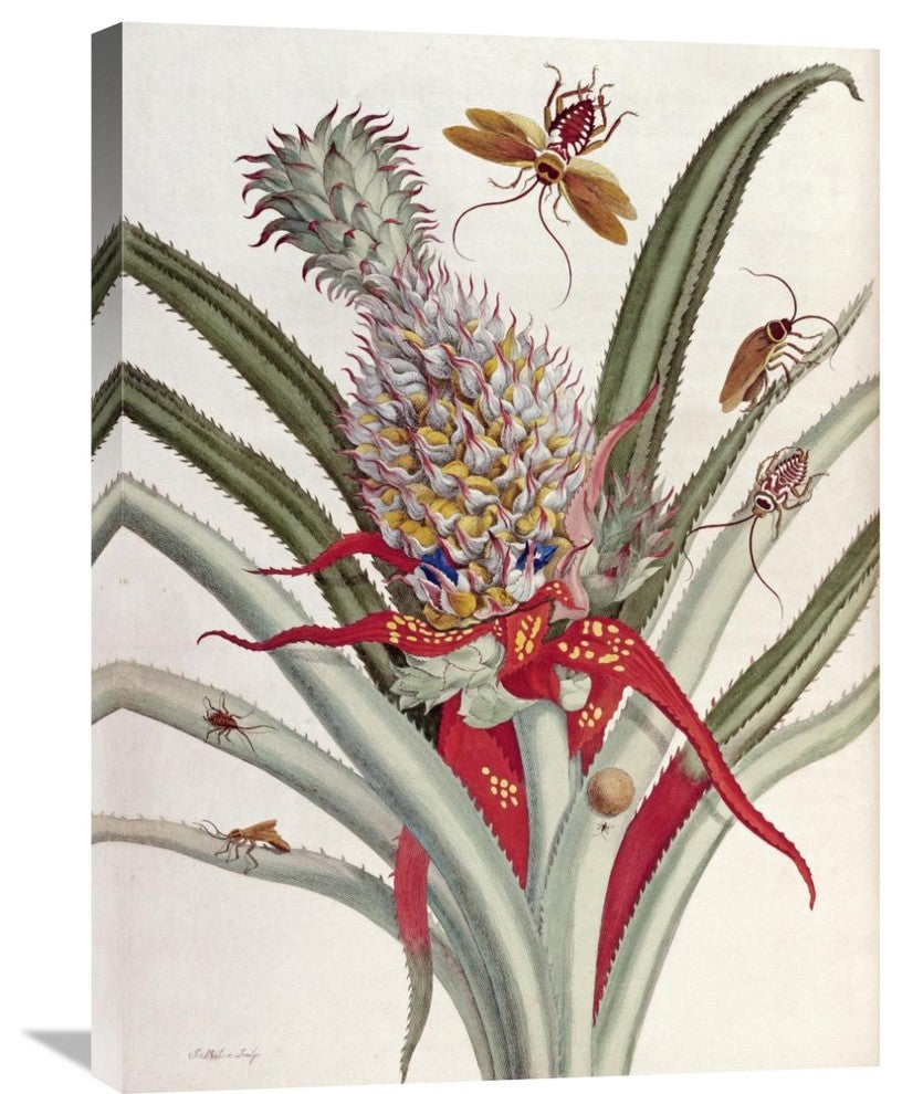 "Pineapple (Ananas) With Surinam Insects" Artwork, 21" x 30"