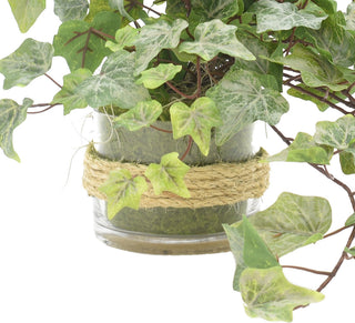 Ivy in Glass Vase with Rope
