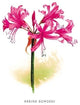 Nerine Bowdeni- Gallery Wrapped Canvas Art 28" x 42"