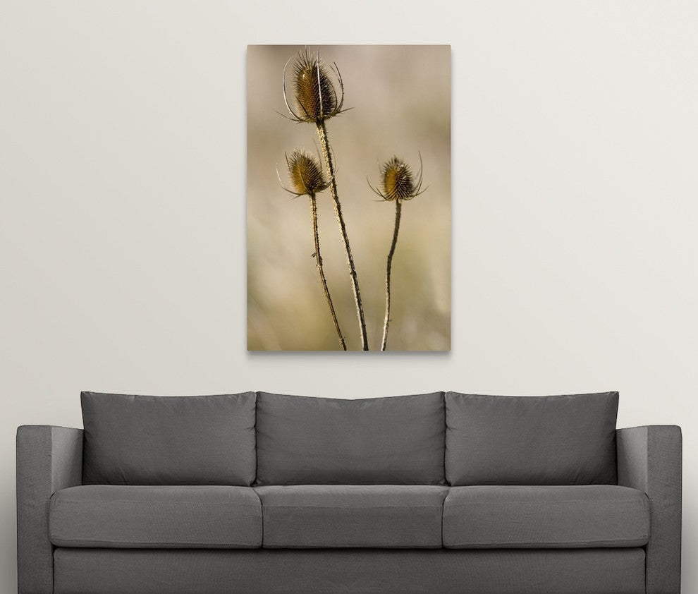 "Seed Pods" Wrapped Canvas Art Print, 32"x48"x1.5"
