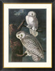 "Snowy Owl" Framed Digital Print by John James Audubon, 32x40"