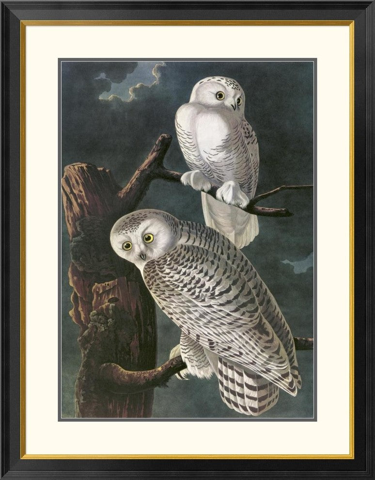 "Snowy Owl" Framed Digital Print by John James Audubon, 32x40"