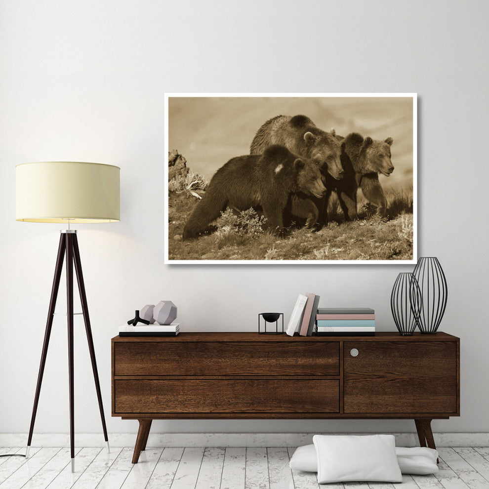 "Grizzly Bear mother with 1 year old cubs, North America" Paper Art, 62"x42"