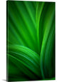 "Hellebore 2" Wrapped Canvas Art Print, 24"x36"x1.5"