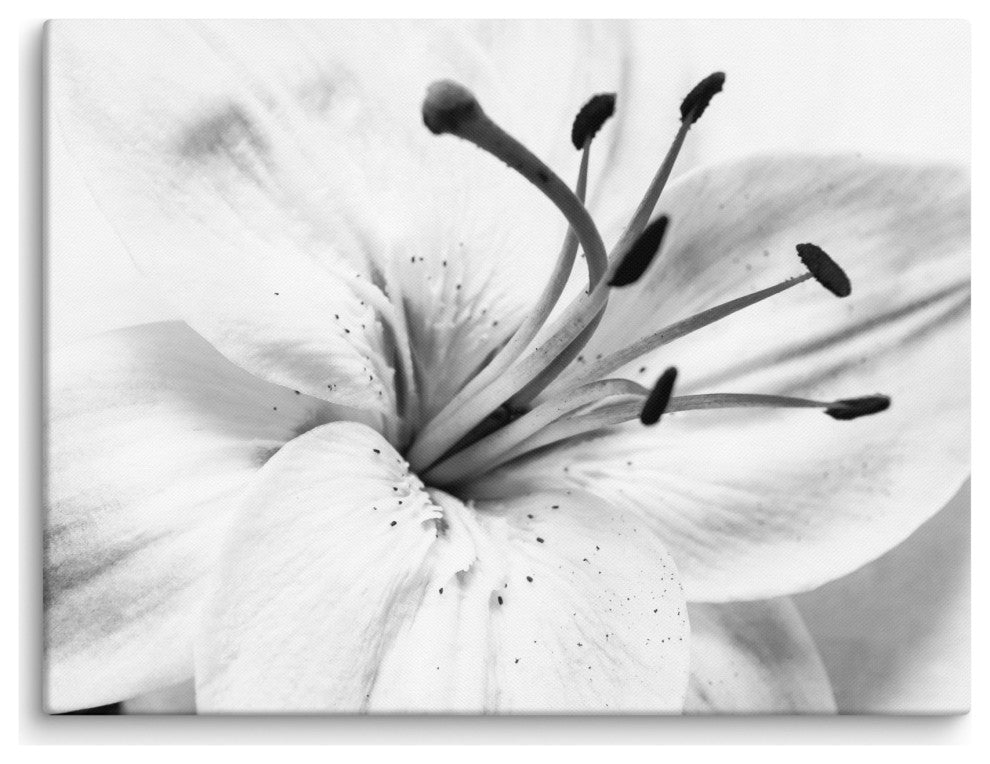 Grey Floral Canvas: High-key Lily Floral Nature Photo Wall Art Print, 18" X 24"