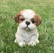 Realistic Shih-Tzu Puppy Garden Statue