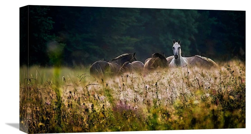 "Our Garden" Stretched Canvas Giclee by Milan Malovrh, 22"x13"