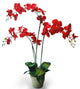 35" Red Velvet Phalaenopsis Orchid with Garden Pot