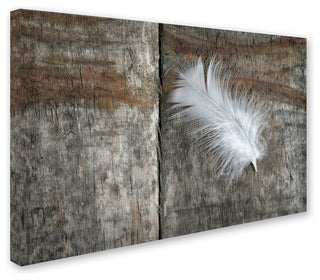 Cora Niele 'Feather on Wood II' Canvas Art