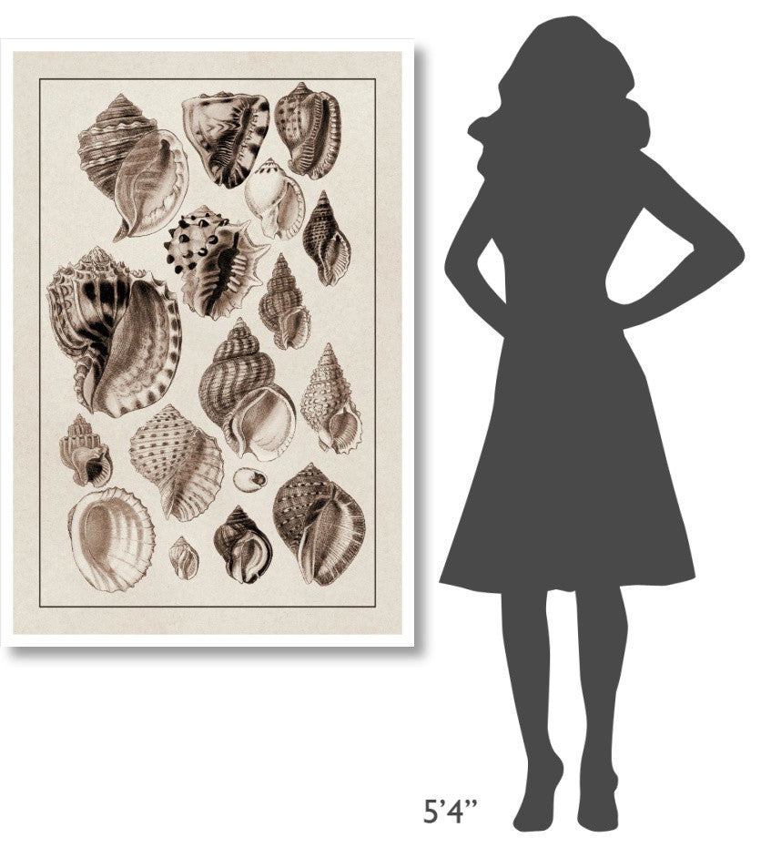 "Shells: Purpurifera (Sepia)" Digital Paper Print by G.B. Sowerby, 34"x50"
