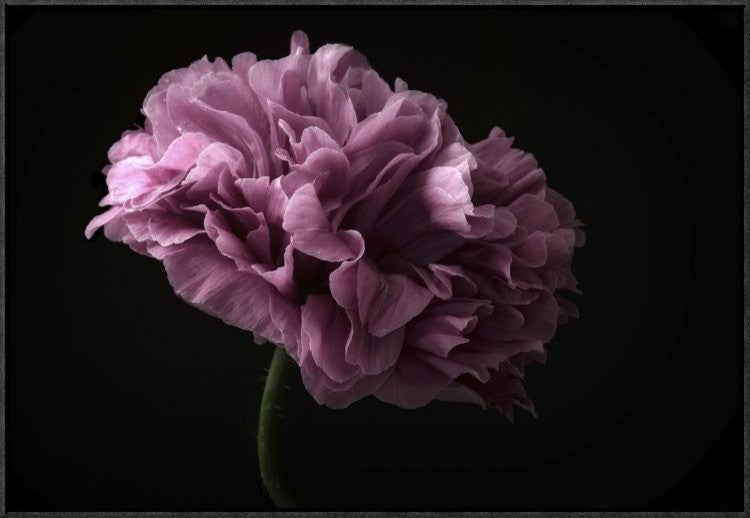 Poppy, 30"x20"