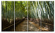 "Wide Pathway in Bamboo Forest" Forest Canvas Wall Art Print, 4 Panels, 48"x28"
