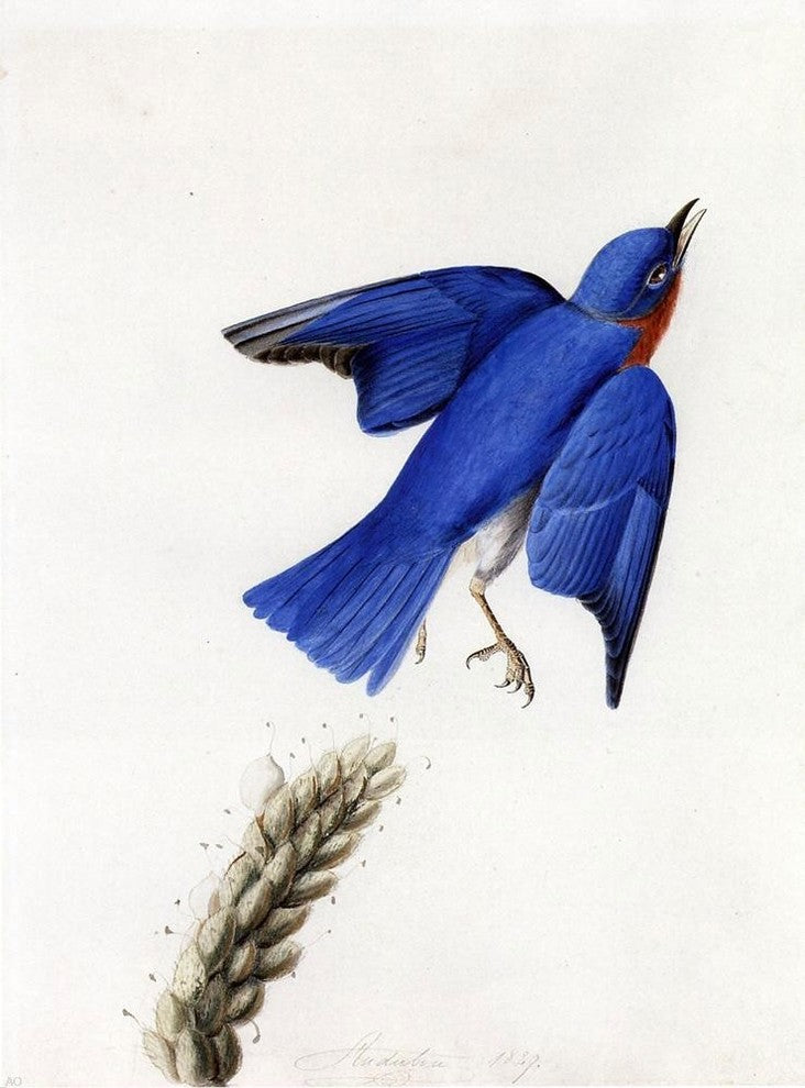 John James Audubon Eastern Bluebird, 21"x28" Gallery Wrapped Canvas Print