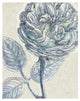 "Belle Fleur III" Digital Paper Print by Sue Schlabach, 22"x26"