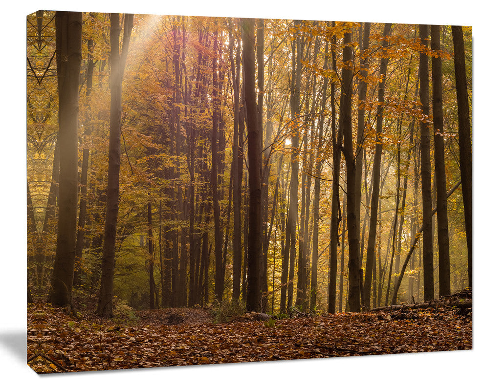 Dense Forest in Rays of Rising Sun, Forest Canvas Art Print, 20"x12"
