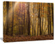 Dense Forest in Rays of Rising Sun, Forest Canvas Art Print, 20"x12"