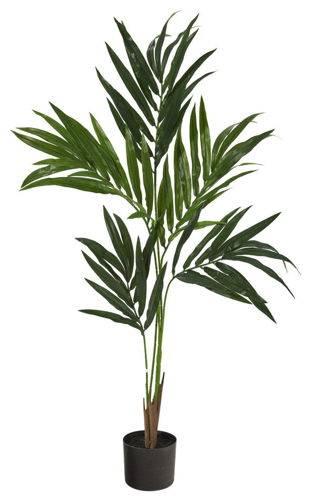 Full product on white background showing the entire Kentia palm in pot; no text or diagrams.
