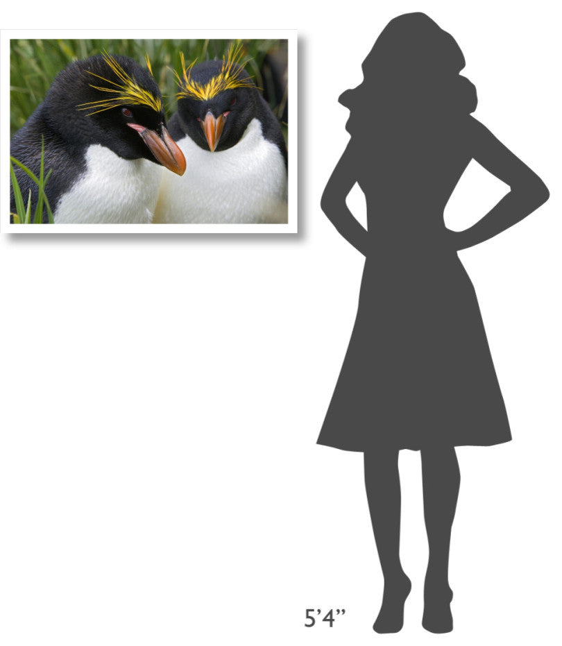 "Macaroni Penguin pair, Cooper Bay, South Georgia Island" Paper Art, 32"x22"