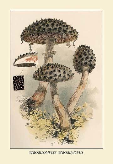 Strobilomyces Strobilaleus- Gallery Wrapped Canvas Art 28" x 42"