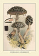 Strobilomyces Strobilaleus- Gallery Wrapped Canvas Art 28" x 42"