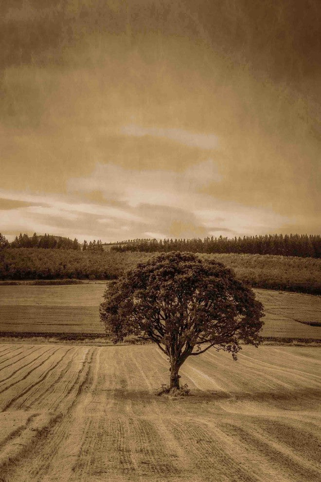 "Lone Tree at Sunset" Painting Print on Canvas
