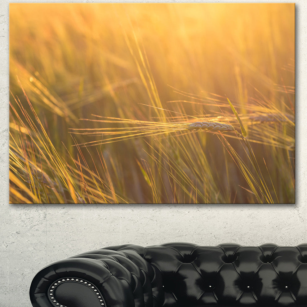 Wheat Field Close up at Sunset, Large Landscape Canvas Art, 40"x30"