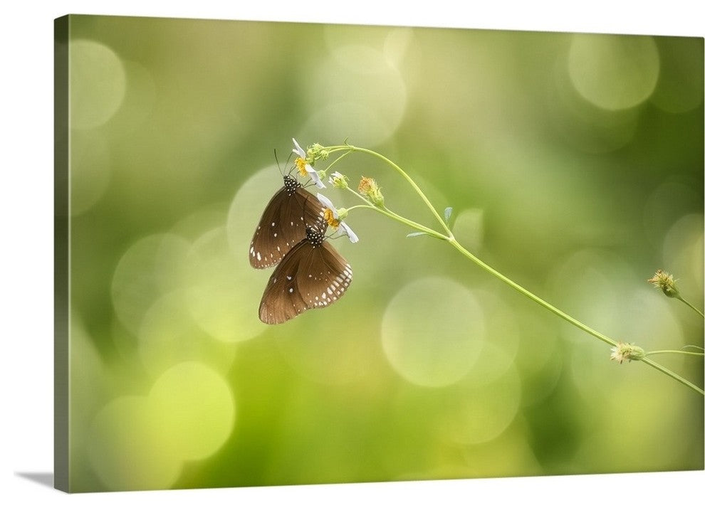 "Twin Butterfly" Wrapped Canvas Art Print, 24"x16"x1.5"