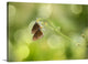 "Twin Butterfly" Wrapped Canvas Art Print, 24"x16"x1.5"