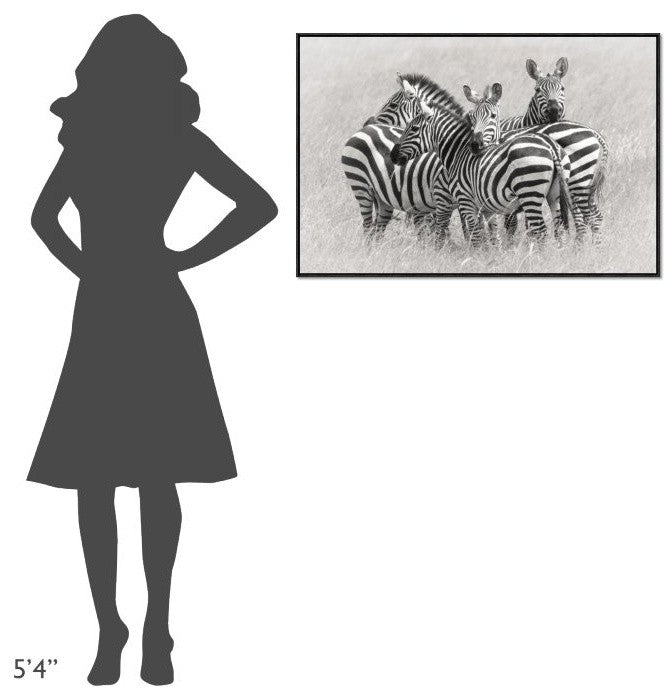 "Zebras" Framed Canvas Giclee by Kirill Trubitsyn, 37x25"