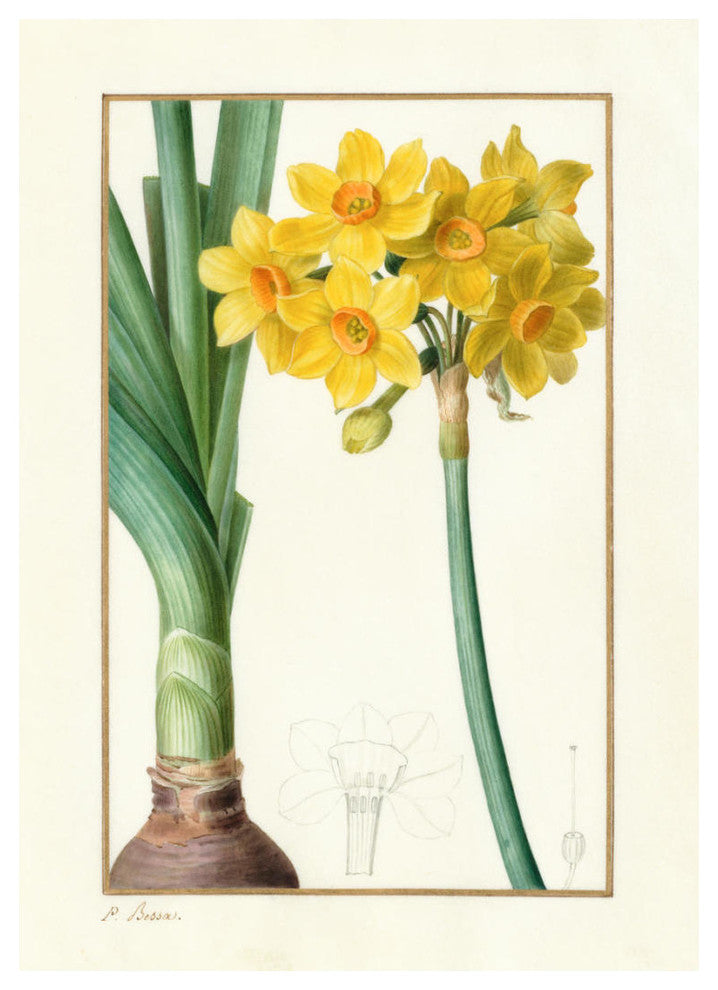 "Narcissus Tazzetta, about 1836" Digital Paper Print by Pancrace Bessa, 23"x32"