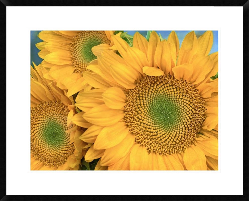 Common Sunflower Group Showing Symmetrical Seed Heads, North America, 30"x24"