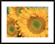 Common Sunflower Group Showing Symmetrical Seed Heads, North America, 30"x24"