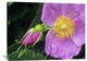 "Rose Flower, British Columbia, Canada" Artwork, 40" x 30"