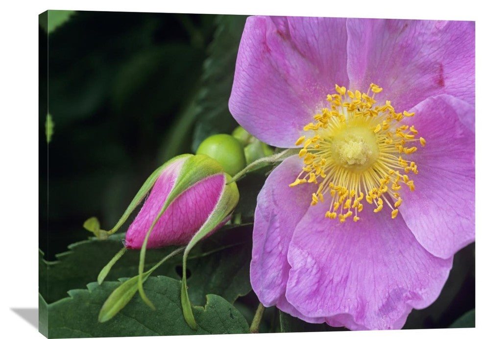 "Rose Flower, British Columbia, Canada" Artwork, 40" x 30"