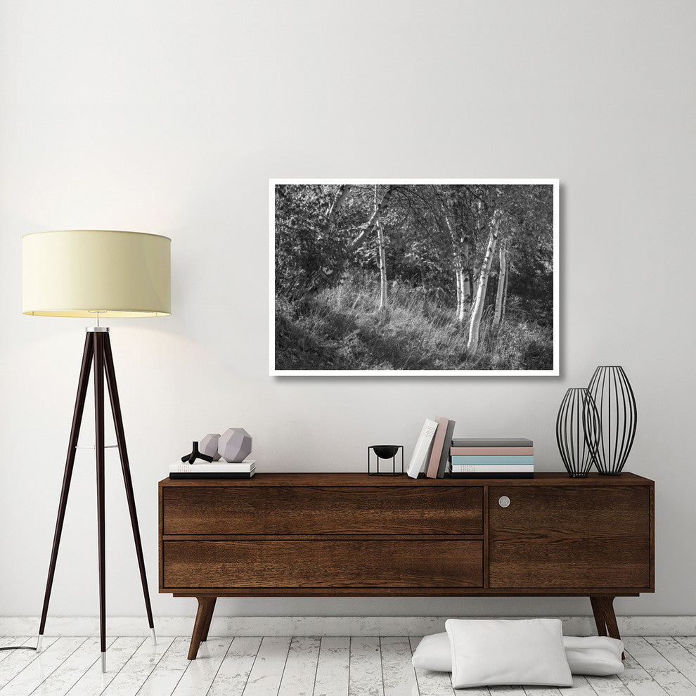 "Sunlit Birches II" Digital Paper Print by Sue Schlabach, 50"x34"