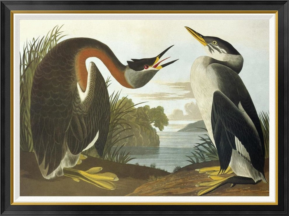 "Red-Necked Grebe" Framed Canvas Giclee by John James Audubon, 46x35"