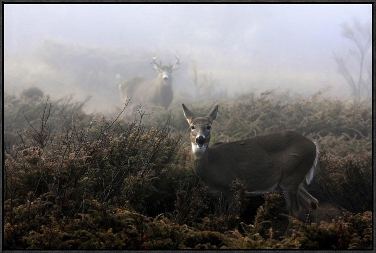 "The Rut In On White-Tailed Deer" Framed Canvas Giclee by Jim Cumming, 37x25"