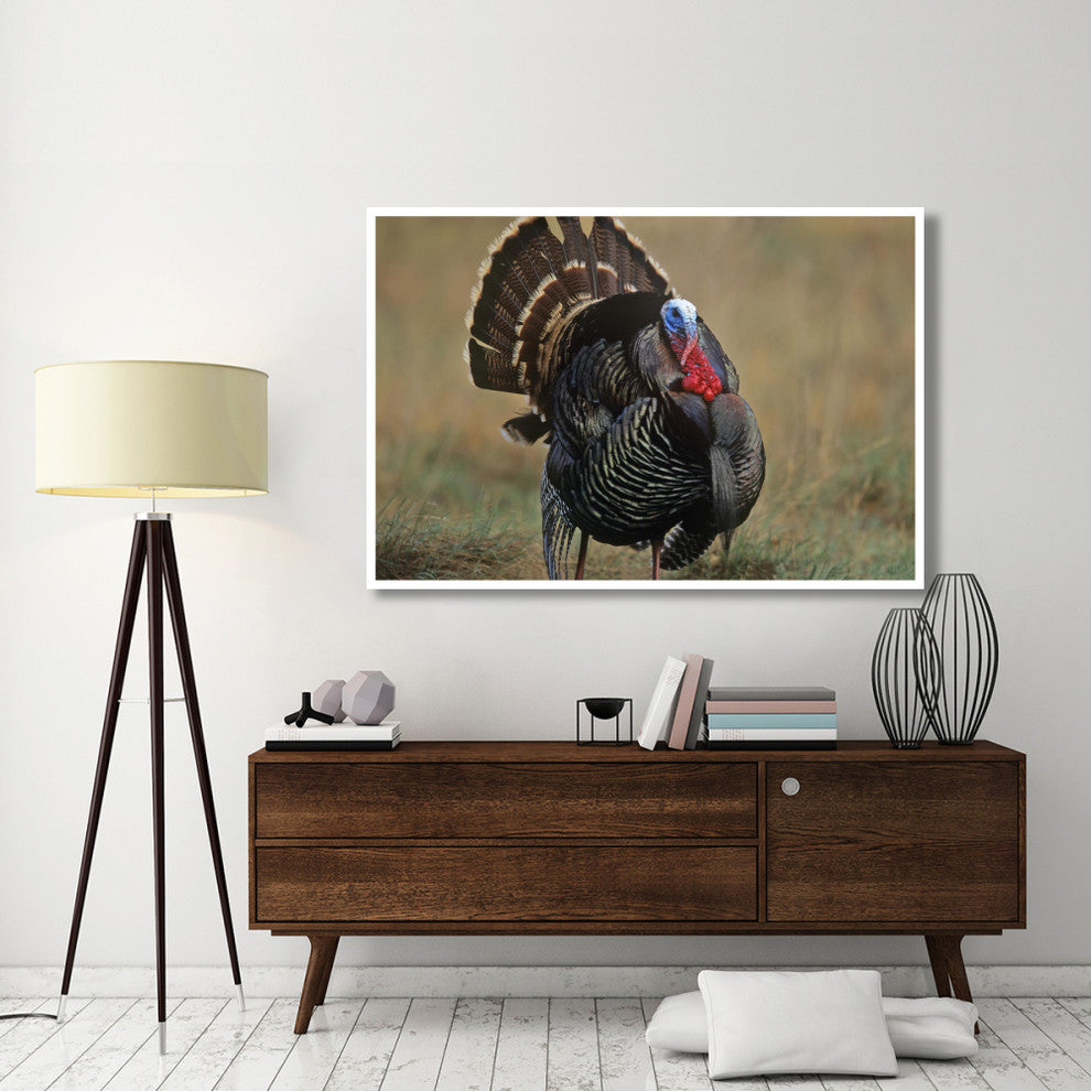 "Wild Turkey male, North America" Digital Paper Print by Tim Fitzharris, 62"x42"