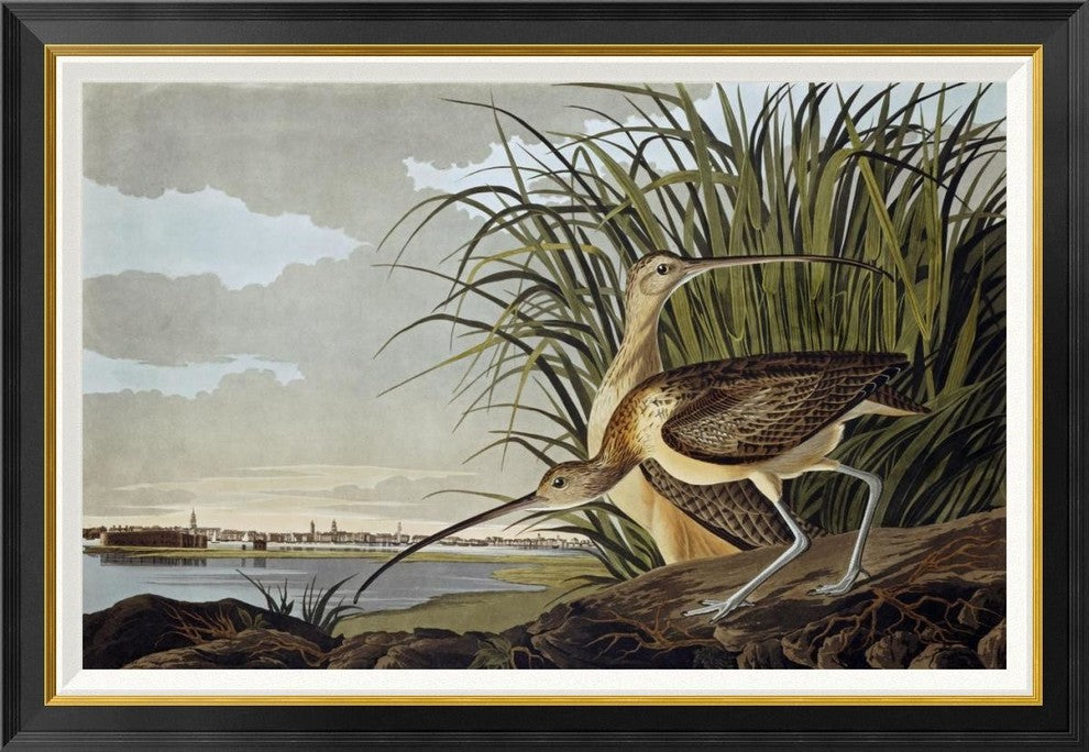 "Male and Female Long-billed Curlew"  by John James Audubon, 42x29"
