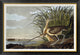 "Male and Female Long-billed Curlew"  by John James Audubon, 42x29"