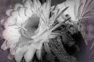 "Big Bertha Blooms" Painting Print on Canvas by Robertson