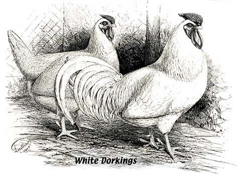 White Dorkings- Framed Paper Poster 20" x 30"