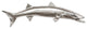 Barracuda Fish, Silver Leaf