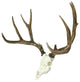 European Mule Deer Mount