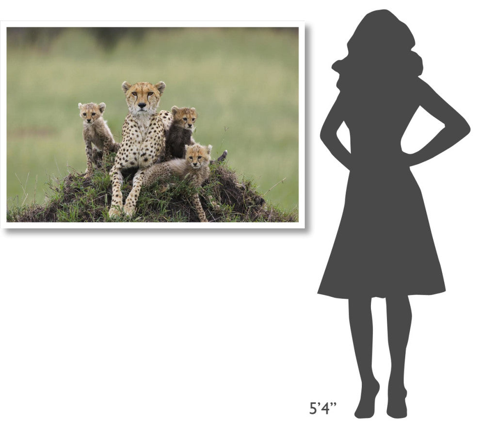 "Cheetah mother and 8-9 week old cubs, Maasai Mara Reserve" Paper Art, 50"x34"