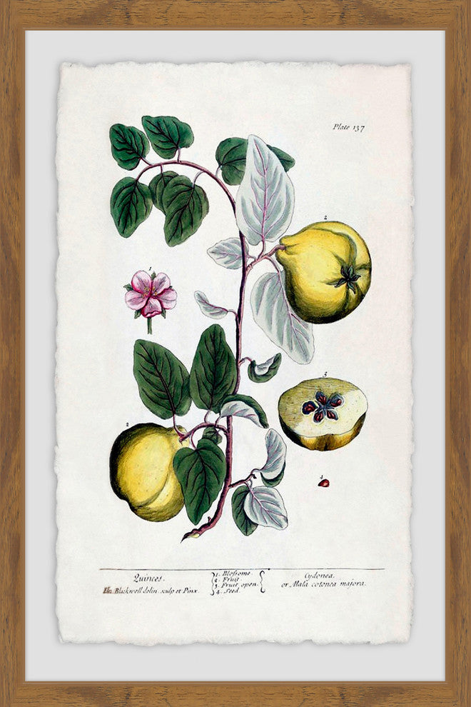 "Herbal Fruit Cydonea" Framed Painting Print, 20"x30"