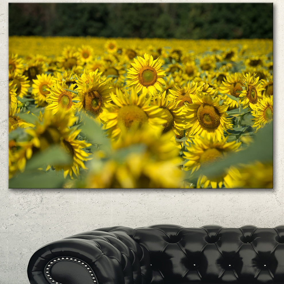 Bright Yellow Sunflowers Field, Floral Canvas Art Print, 40"x30"