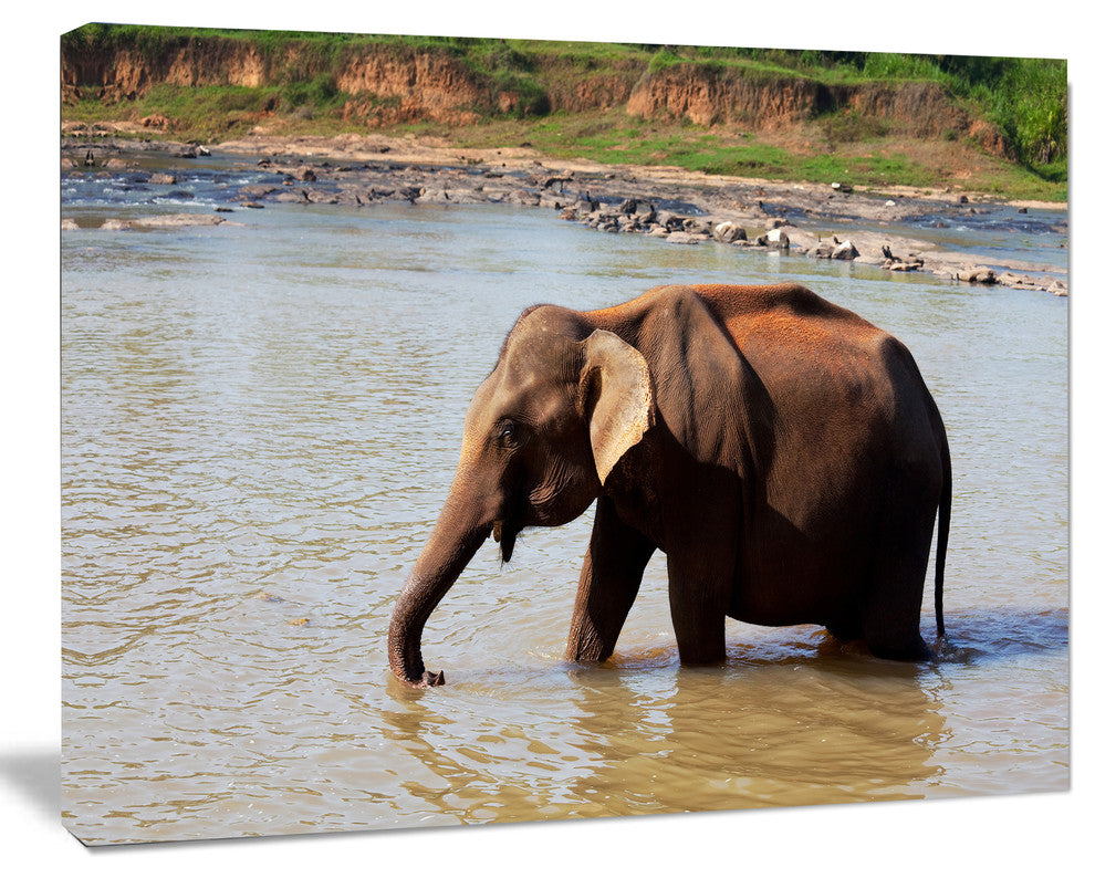 Elephant in Water in Sri Lanka, Extra Large African Canvas Art Print, 20"x12"